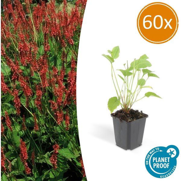 Persicaria Amplexicaulis – ↕10-25 Cm – Ø9 Cm – 60 Piante – Fiori Rossi – Fioritura Estiva – Facile Da Curare – Da Sole A Mezz'ombra-image