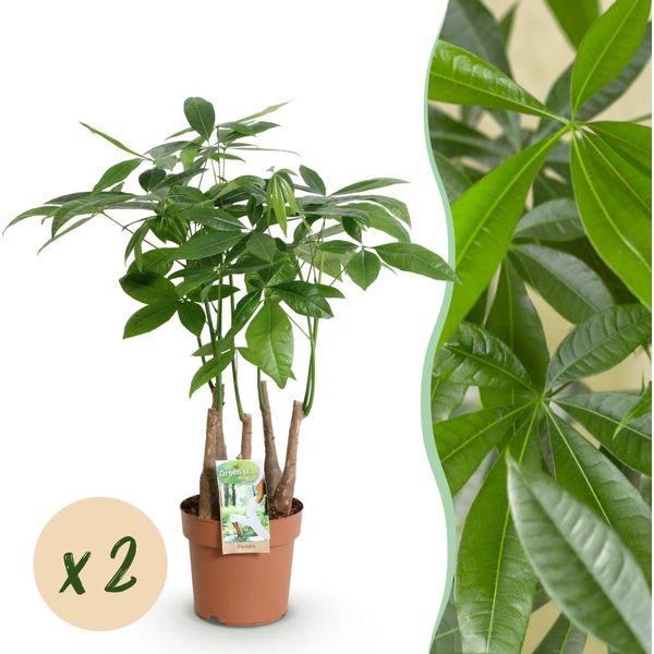 Pachira Aquatica A Più Fusti – Due Alberi Della Fortuna Facili Da Curare – 17 Cm – Altezza 50-55 Cm – Verde – Piante Tropicali Da Interno – Piante Che Purificano L'aria-image