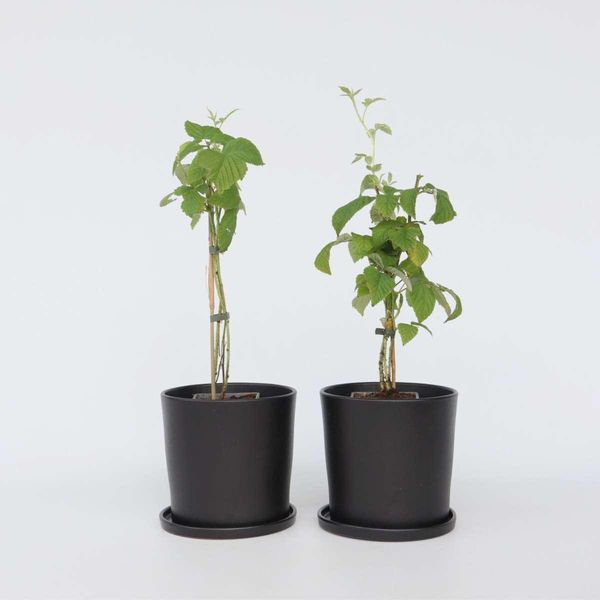 Piantina Di Lampone Rubus Idaeus Malling Promise – 2 Piante – Altezza 50-60 Cm – Ø 15 Cm – Lampone Estivo Autoimpollinante Con Frutti Grandi E Aromatici – Pianta Da Bacche Resistente All'inverno Per Giardino E Terrazza-image