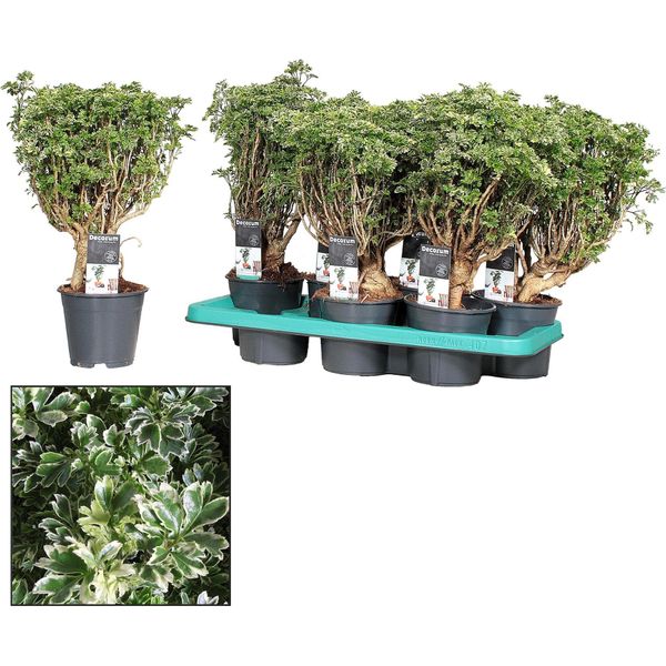Polyscias Hawaiiana Ming Gold - Pianta D'appartamento Bonsai Alta Circa 40 Cm - Ø 14 Cm - Elegante Pianta Dal Fogliame Ornamentale Finemente Ramificato Per Soggiorni, Uffici E Interni - Facile Da Curare E Decorativa-image