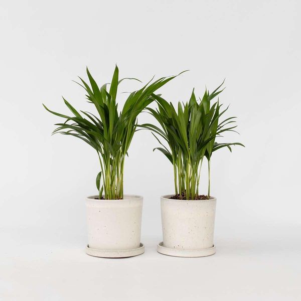 Palma Da Frutto Dorata – 2 Piante – Dypsis Lutescens – Altezza 30–45 Cm – Ø 12 Cm – Palme Areca Che Purificano L'aria – Piante Da Appartamento Facili Da Curare – Verde Tropicale Per Soggiorno, Ufficio E Camera Da Letto-image