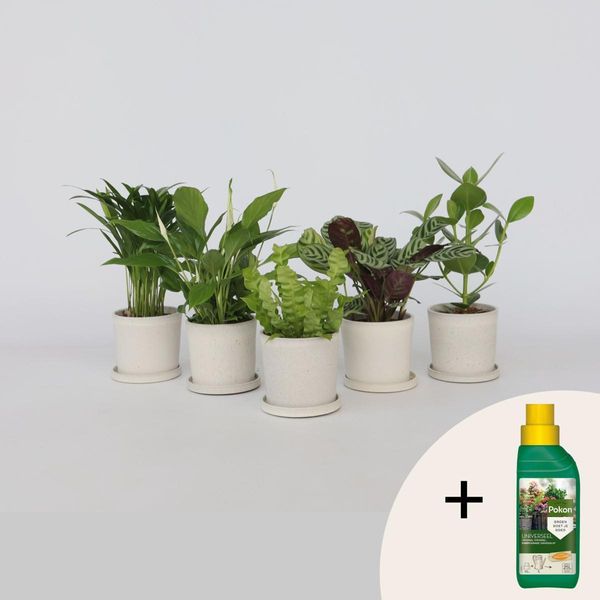 Piante Da Appartamento Che Purificano L'aria – 5 Piante – Altezza 25–40 Cm – Ø 12 Cm – Piante Verdi Per La Casa E L'ufficio – Riducono La Co₂ E Regolano L'umidità – Incl. 500 Ml Di Fertilizzante Liquido Pokon-image