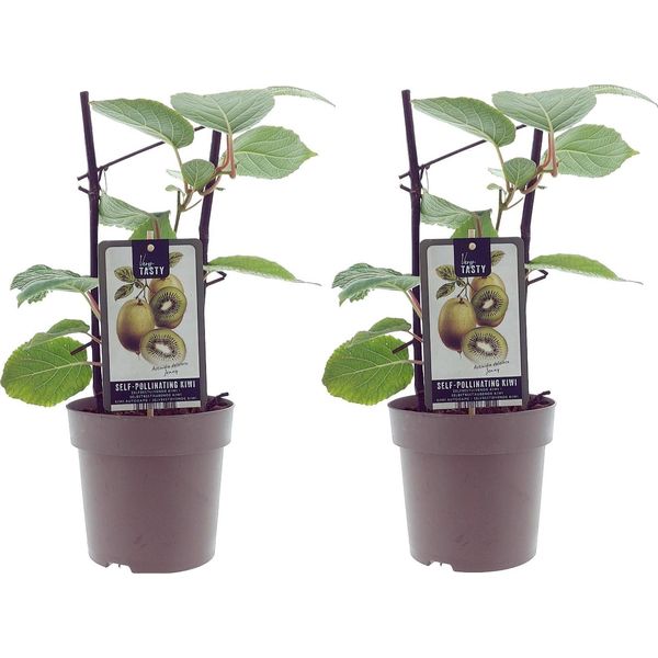 Kiwi Actinidia Jenny – Autoimpollinante – Ø15 Cm – Altezza Circa 40 Cm – 2 Piante – Kiwi Resistente Al Freddo Per Giardino, Terrazza E Vaso – Frutti Aromatici Di Produzione Propria-image