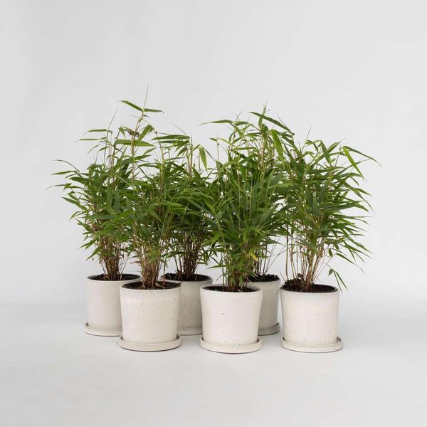 Bambù Fargesia Rufa – 6 Piante – Altezza 25–40 Cm – Ø 13 Cm – Bambù Da Giardino Resistente Al Freddo, Non Invasivo – Pianta Da Siepe Sempreverde – Facile Da Curare E Robusta-image