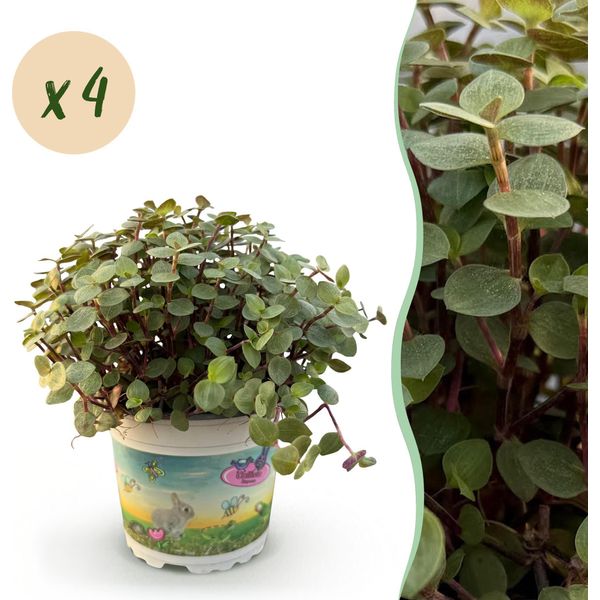 Callisia Repens Rampicante Ø12Cm Altezza 17–20Cm – Pianta Da Appartamento – Adatta Agli Animali Domestici E Facile Da Curare – Ideale Come Pianta Rampicante E Decorativa – 4 Piante-image