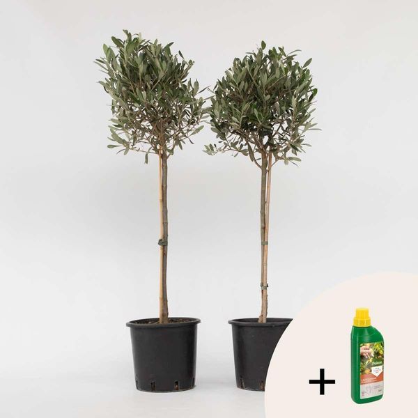 Olivo – 2 Piante – Olea Europaea – Altezza 90–100 Cm – Ø 21 Cm – Autentico Olivo Mediterraneo – Pianta Sempreverde Da Giardino E Terrazzo – Concime Incluso-image