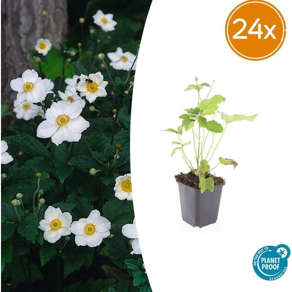 Anemone Hyb. 'Honorine Jobert' – 24 Piante – ↕10-25 Cm – Ø9 Cm – Anemone Autunnale – Fiori Bianchi – Sole E Mezz'ombra – Facile Da Curare – Aiuole E Fiori Recisi-image