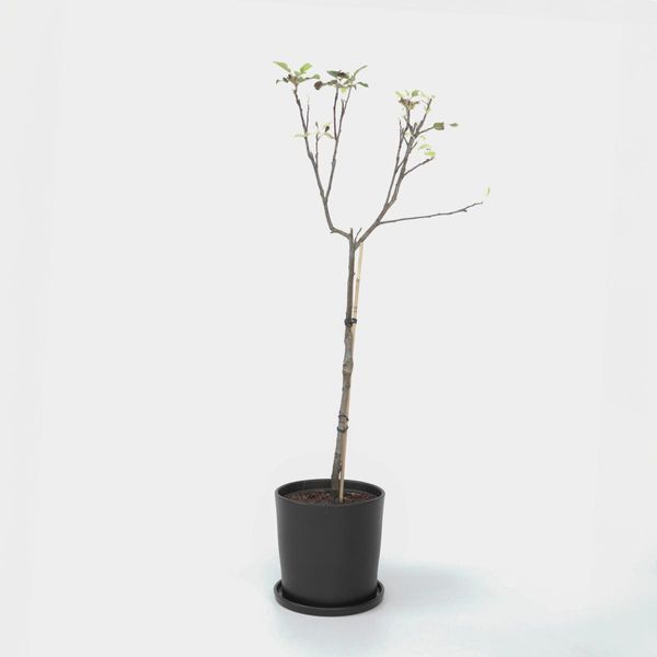 Melo Elstar – Malus Domestica 'Elstar' – Altezza 90–100 Cm – Ø 21 Cm – Albero Da Frutto Autofertile Con Mele Dolci E Succose – Resistente Al Freddo E Produttivo – Ideale Per Giardini E Terrazze-image