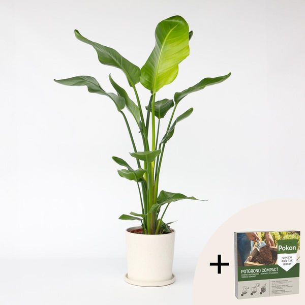 Strelitzia, Fiore Dell'uccello Del Paradiso – Strelitzia Nicolai – Altezza 90–110 Cm – Ø 21 Cm – Pianta Tropicale Da Appartamento Con Grandi Foglie Verdi – Pianta Esotica Simile Alla Banana – Incl. 10 L Di Terriccio Pokon-image