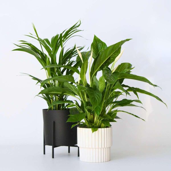 Piante Purificatrici Dell'aria – 2 Piante – Spathiphyllum & Dypsis Lutescens – Altezza 60–75 Cm – Ø 17 Cm – Piante Da Appartamento Per Aria Pulita E Clima Interno Salubre-image