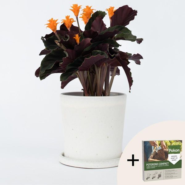 Calathea Crocata 'Tassmania' – Altezza 40-50 Cm – Ø 14 Cm – Pianta Da Appartamento Fiorita Con Fiori Arancioni – "Fiamma Eterna"" – Purificante Dell'aria E Non Tossica – Incl. 10 L Di Terriccio Pokon"-image