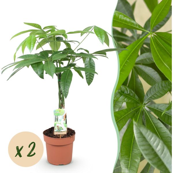 Pachira Aquatica – Tronco Intrecciato – Albero Dei Soldi – 2 Piante – 60–70 Cm – 17 Cm – Pianta Da Appartamento Facile Da Curare Con Foglie Palmate – Elemento Decorativo Armonioso-image