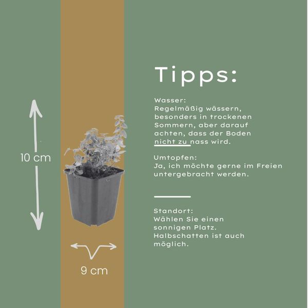 Nepeta Faassenii Erba Gatta – 6 Piante – Ø9Cm – Altezza 10-25Cm – Fiori Blu Lavanda – Pianta Perenne Resistente Al Freddo – Per Aiuole, Bordure E Pascoli Per Api-image