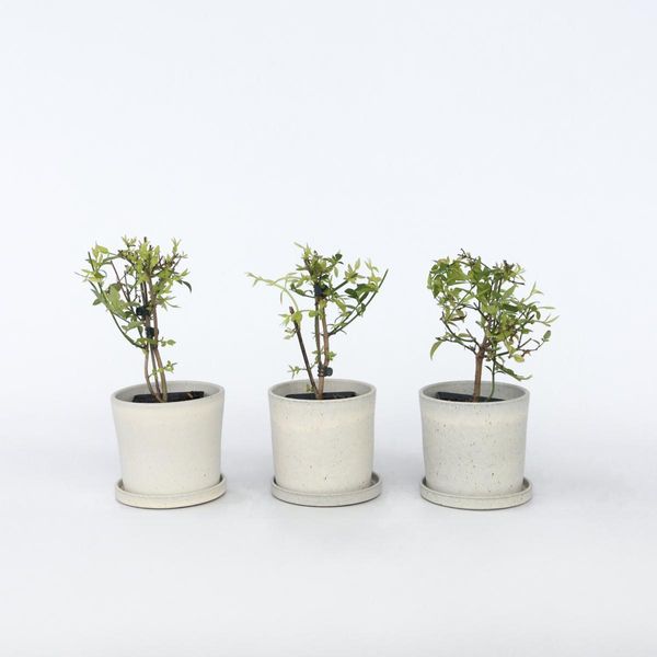 Gelsomino Jasminum Summer Scent – 3 Piante – Altezza 25-40 Cm – Ø 9 Cm – Gelsomino Estivo Profumato Con Fiori A Forma Di Stella – Pianta Rampicante Per Giardino, Terrazza E Balcone-image