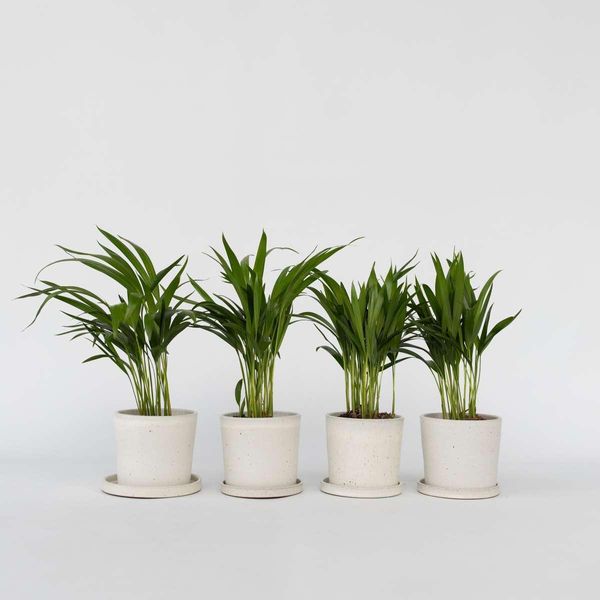 Palma Da Frutto Dorata – 4 Piante – Dypsis Lutescens – Altezza 30–45 Cm – Ø 12 Cm – Piante Da Appartamento Che Purificano L'aria – Facili Da Curare E Tropicali – Per Soggiorno, Ufficio E Giardino D'inverno-image