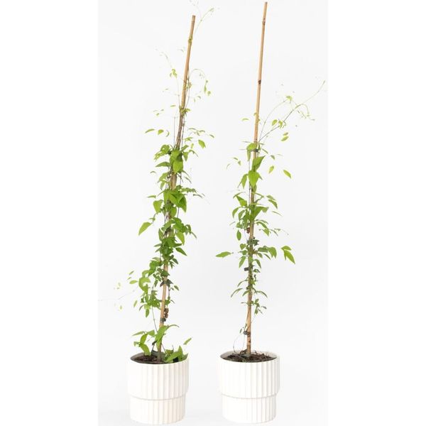 Clematide – 2 Piante – Clematis 'The President' – Altezza 100–120 Cm – Ø 17 Cm – Pianta Rampicante A Doppia Fioritura Con Grandi Fiori Viola – Profumata, Resistente All'inverno E Amica Delle Api – Ideale Per Giardini, Recinzioni E Pergolati-image