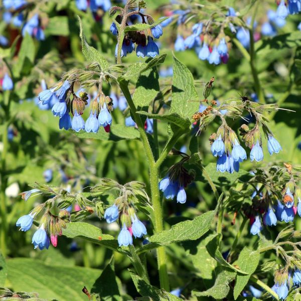 Symphytum Grandiflorum Wisley Blue – 6 Piante – Ø9Cm – Altezza 10-25Cm – Consolida Blu – Coprisuolo Per Aiuole Ombreggiate – Pianta Perenne Resistente Al Freddo-image