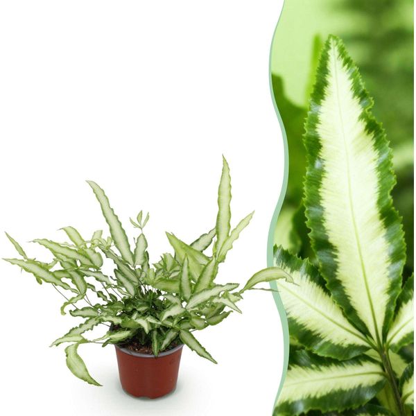 Pteris Cretica Albolineata Felce Alata – Pianta Da Appartamento Adatta Agli Animali Domestici 12 Cm – Altezza Circa 20 Cm – Felce Decorativa Con Foglie Bianche Per Soggiorno E Ufficio-image