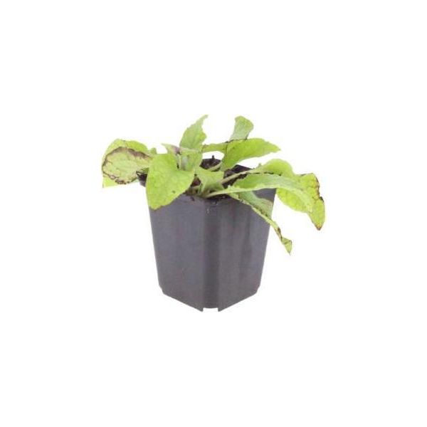 Symphytum Grandiflorum Wisley Blue – 12 Piante – Ø9Cm – Altezza 10-25Cm – Consolida Blu – Coprisuolo Per Aiuole Ombreggiate – Piante Perenni Resistenti Al Freddo-image