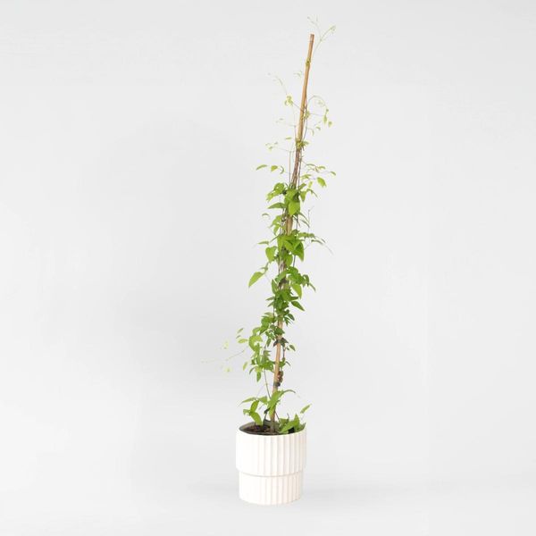 Clematide – Clematis 'Hagley Hybrid' – Altezza 100–120 Cm – Ø 17 Cm – Pianta Rampicante A Doppia Fioritura Con Grandi Fiori Rosa – Profumata E Resistente Al Freddo – Per Giardini, Recinzioni E Pergolati-image