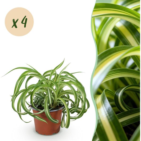 Chlorophytum Comosum Bonnie – Set Di 4 Piante – Ø12 Cm, Altezza 20-25 Cm – Clorofito Con Foglie Arrotolate – Pianta Da Appartamento Adatta Agli Animali Domestici-image