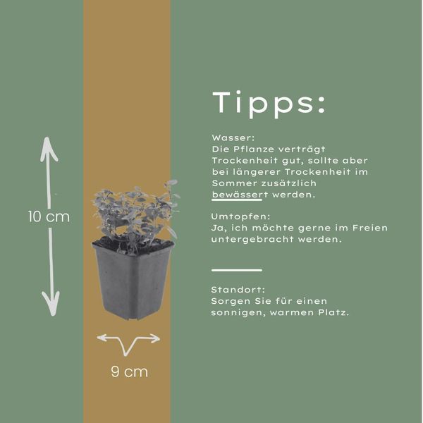 Origanum Laevigatum Herrenhausen – 24 Piante – Ø9Cm – Altezza 10-25Cm – Origano Ornamentale Resistente Al Freddo – Adatto Alle Api – Per Aiuole, Giardini Rocciosi E Giardini Di Prateria-image