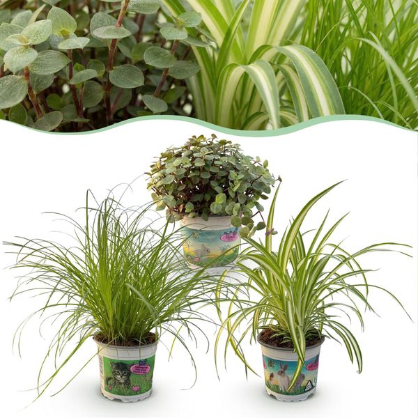 Cyperus Calissia Chlorophytum Mix Di Piante – 3 Piante Da Appartamento Adatte Agli Animali Domestici – Set Di 3 Piante – 12 Cm – Altezza Circa 20 Cm – Facili Da Curare-image