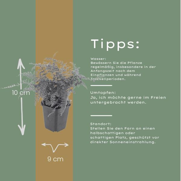 Polystichum Setiferum Herrenhausen – 12 Piante – Ø9Cm – Altezza 10-25Cm – Felce Sempreverde – Pianta Da Ombra Per Aiuole, Bordure Boschive E Giardini Naturali-image