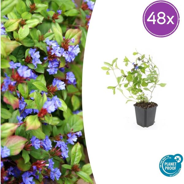 Ceratostigma Plumbaginoides – Ceratostigma Blu Come Pianta Tappezzante – 48 Piante – ↕10–25 Cm – Ø9 Cm – Resistente Al Freddo E Amica Delle Farfalle-image