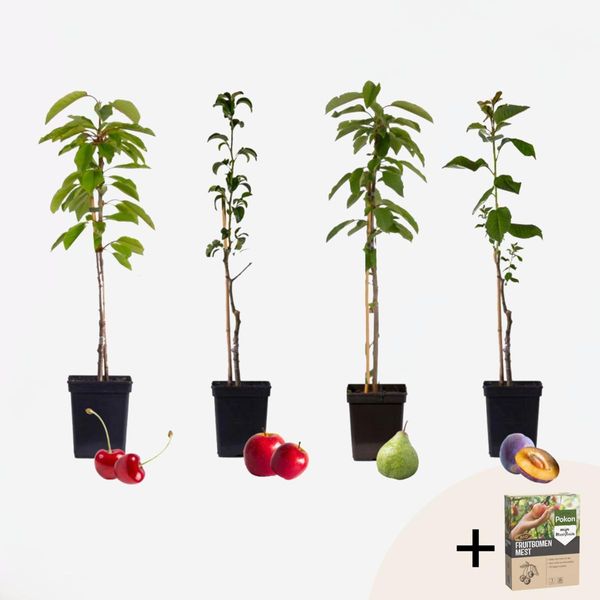 Alberi Da Frutto – 4 Piante – Melo, Pero, Ciliegio E Susino – Altezza 60–70 Cm – Ø 9 Cm – Miscela Di Alberi Da Frutto Resistenti Al Freddo Per Giardino E Balcone – Concime Pokon Incluso-image