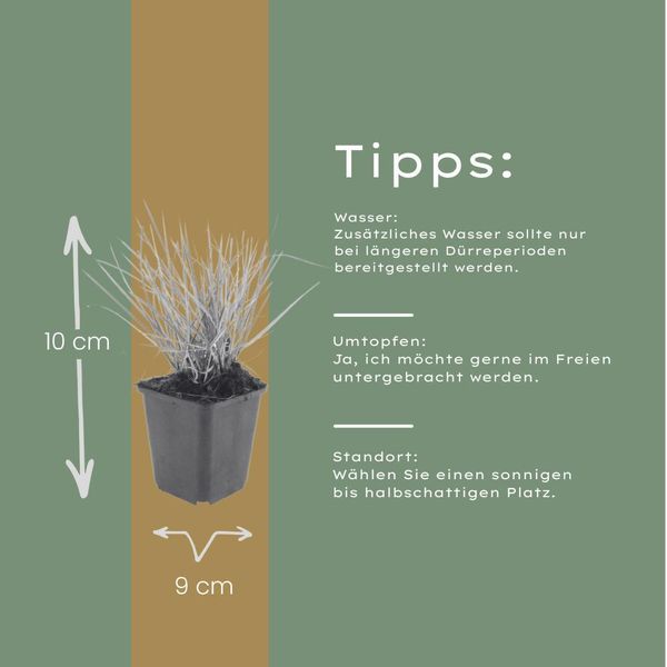Sesleria Autumnalis – 12 Piante – Ø9Cm – Altezza 10-25Cm – Erba Ornamentale Resistente Al Freddo – Colore Autunnale Marrone Dorato – Facile Da Curare Per Aiuole, Giardini Rocciosi E Giardini Naturali-image