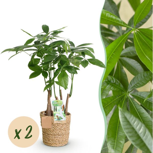 Castagno Della Fortuna Pachira Aquatica A Più Fusti – Albero Dei Soldi – 2 Piante – 50–55 Cm – 17 Cm – Piante Da Appartamento Facili Da Curare Con Foglie A Forma Di Mano – Albero Della Fortuna Tropicale Con Cesto Incluso-image