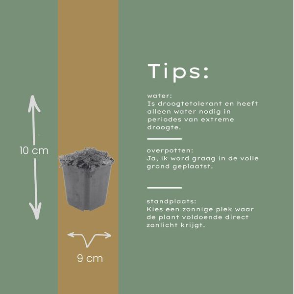Timo Thymus Praecox Albiflorus Coprisuolo – 12 Piante – Ø9Cm – Altezza 10-25Cm – Timo Tappezzante A Fioritura Bianca – Resistente Al Freddo – Per Giardini Rocciosi E Aiuole-image