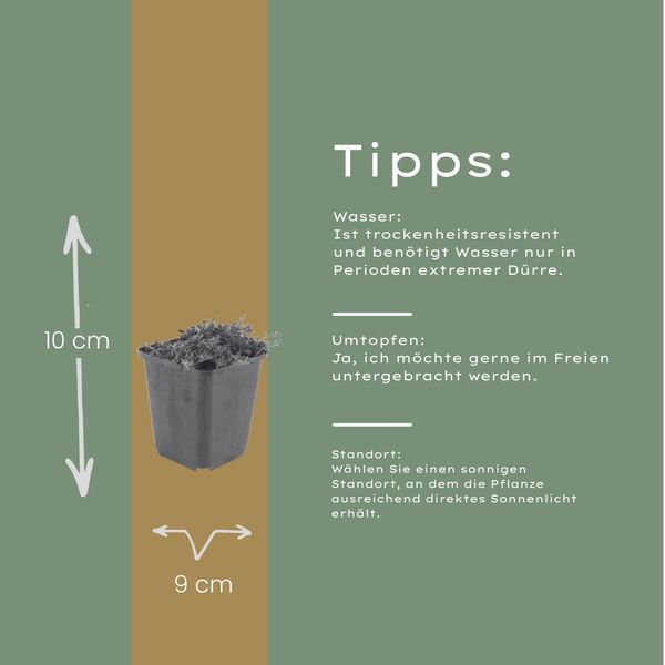 Timo Thymus Praecox Coccineus Coprisuolo – 24 Piante – Ø9Cm – Altezza 10-25Cm – Timo Tappezzante Dai Fiori Rosa-Rossi – Resistente Al Freddo, Ideale Per Giardini Rocciosi E Aiuole-image