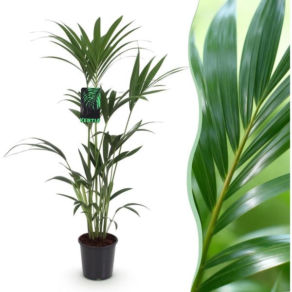 Howea Forsteriana – Palma Kentia – 120–130 Cm – 21 Cm – Palma Da Interno Facile Da Curare Con Foglie Eleganti – Pianta Verde Robusta Che Purifica L'aria, Ideale Per Interni Moderni-image