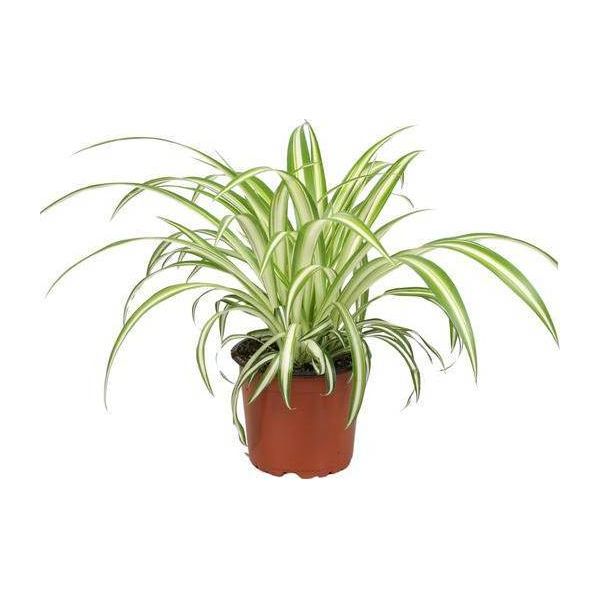 Chlorophytum – Ø12 Cm – Altezza 20-25 Cm – Pianta Da Appartamento Facile Da Curare – Purifica L'aria E Adatta Agli Animali Domestici, Ideale Per Soggiorno, Ufficio E Camera Da Letto-image