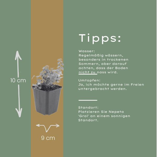 Nepeta Grol Erba Gatta – 60 Piante – Ø9Cm – Altezza 10-25Cm – Piante Perenni Resistenti Al Freddo – Fiori Blu-Violetti – Adatta Alle Api Per Aiuole E Bordure-image