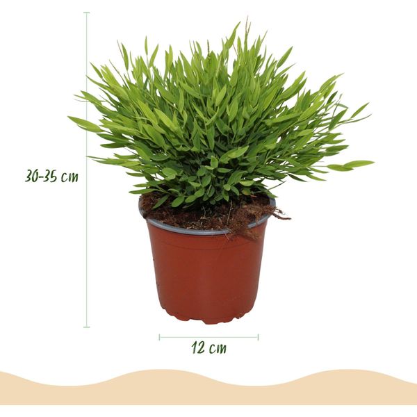 Bambù Pogonatherum Monica – Set Di 2 Piante – Ø12 Cm, Altezza 30-35 Cm – Pianta Da Appartamento Di Bambù Con Fogliame Sottile – Pianta Verde Adatta Agli Animali Domestici-image