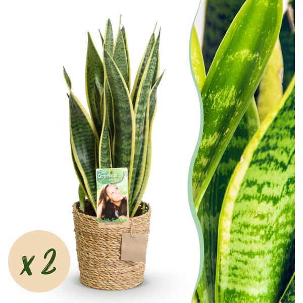 Sansevieria Laurentii – Due Piante Facili Da Curare In Un Cesto Decorativo – 17 Cm – Altezza 60-70 Cm – Piante Da Interno Verde-Giallo – Piante Robuste Che Purificano L'aria-image