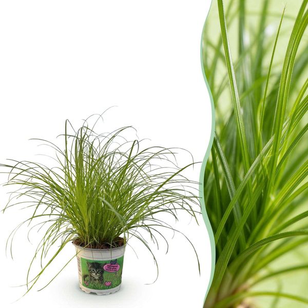 Cyperus Alternifolius Zumula Pianta Per Gatti – Pianta Da Appartamento Adatta Agli Animali Domestici 12 Cm – Altezza Circa 20 Cm – Pianta Verde Decorativa Per Soggiorno, Ufficio E Davanzale-image
