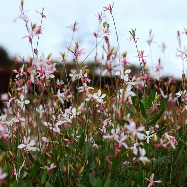 Gaura Lindheimeri Siskiyou Pink – 24 Piante – Ø9Cm – Altezza 10-25Cm – Candela Splendida – Fiori Di Colore Rosa Intenso – Per Aiuole, Giardini Di Prateria E Vasi-image
