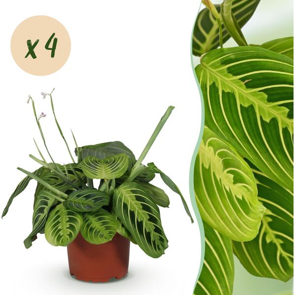 Maranta Fascinator Lemon Lime – Set Di 4 Piante – Ø12 Cm, Altezza 30–35 Cm – Pianta Della Preghiera Con Foglie Dai Disegni Luminosi – Pianta Da Appartamento Adatta Agli Animali Domestici-image