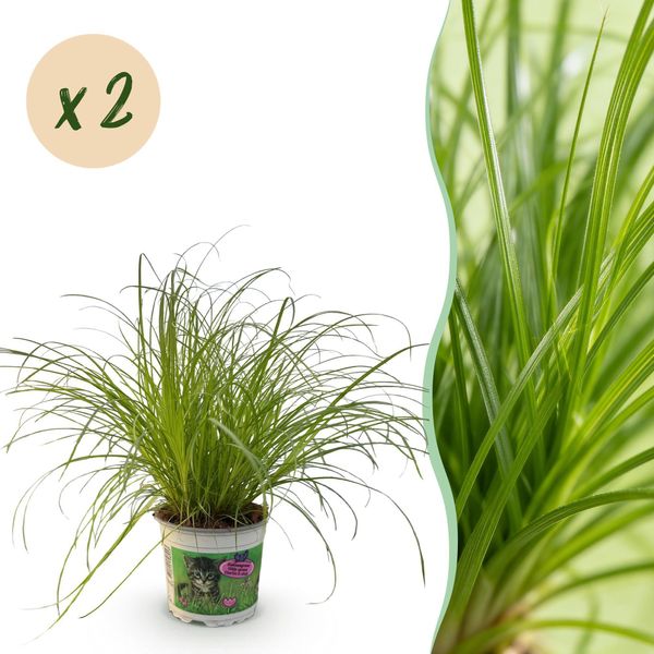 Cyperus Alternifolius Zumula – Set Di 2 Piante – Ø12 Cm, Altezza 28-30 Cm – Erba Gatta Con Foglie A Forma Di Ventaglio – Pianta Da Appartamento Adatta Agli Animali Domestici-image