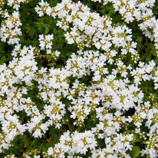 Timo Thymus Praecox Albiflorus Coprisuolo – 48 Piante – Ø9Cm – Altezza 10-25Cm – Timo Tappezzante A Fioritura Bianca – Resistente Al Freddo – Per Giardini Rocciosi E Aiuole-image