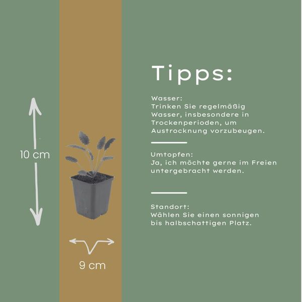 Sanguisorba Officinalis Tanna – 24 Piante – Ø9Cm – Altezza 10-25Cm – Pianta Perenne Resistente Al Freddo – Spighe Di Fiori Rosa Scuro – Adatta Alle Api Per Aiuole E Giardini Di Prateria-image