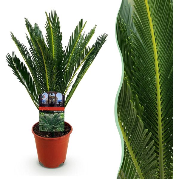 Cycas Revoluta Palma Da Sago – 45 Cm – 14 Cm – Pianta Da Appartamento Facile Da Curare Con Foglie Pennate – Elemento Decorativo Esotico Per Soggiorni E Uffici-image