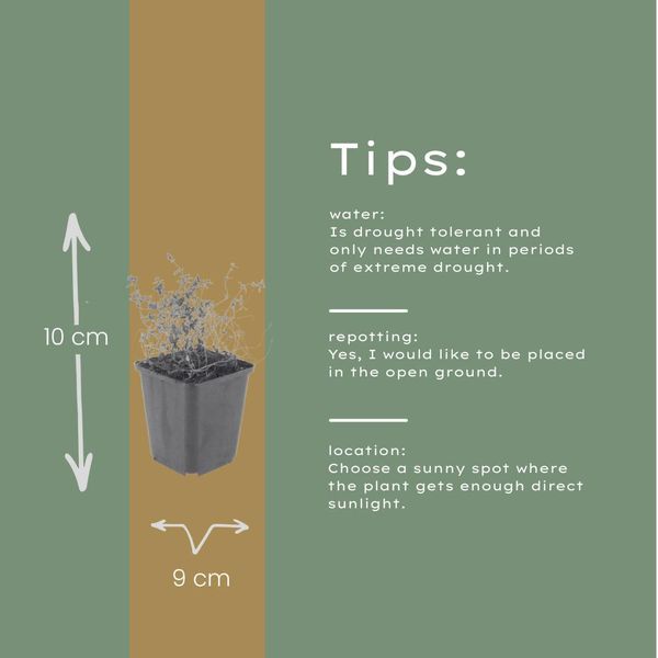Thymus Vulgaris Timo Da Giardino – 12 Piante – Ø9Cm – Altezza 10-25Cm – Erba Aromatica Resistente Al Freddo – Aromatica – Adatta Alle Api Per Giardini Di Erbe Aromatiche, Aiuole E Balconi-image