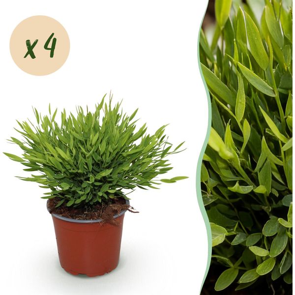 Bambù Pogonatherum Monica – Pianta Da Appartamento – Verde – Set Di 4 Piante – 12 Cm – Altezza 30–35 Cm – Pianta Verde Adatta Agli Animali Domestici E Di Facile Manutenzione-image