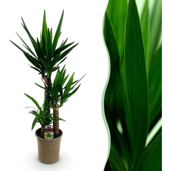 Yucca Elephantipes – 100 Cm – 21 Cm – Yucca Facile Da Curare Con Foglie Lunghe E Appuntite – Pianta Da Appartamento Robusta E Purificatrice Dell'aria Per Ambienti Moderni E Classici-image