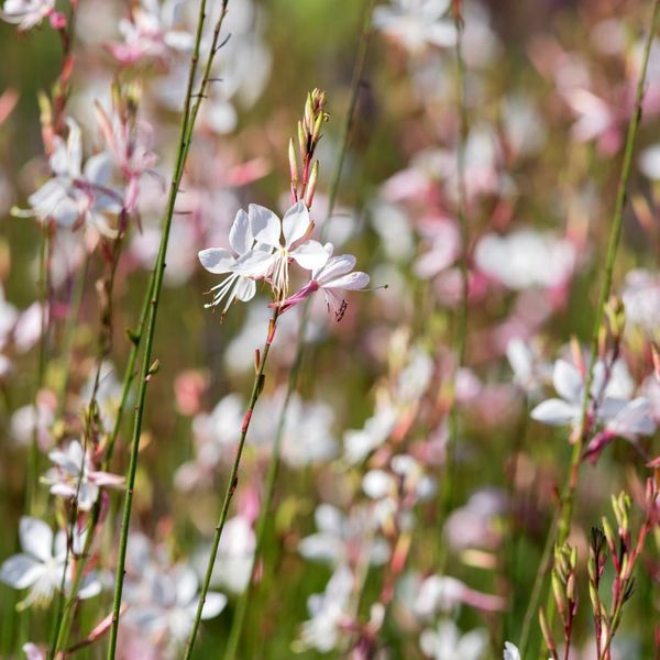 Gaura Lindheimeri Whirling Butterflies – 12 Piante – Ø9Cm – Altezza 10-25Cm – Candela Splendida – Fiori Bianchi Purissimi – Per Aiuole, Giardini Di Prateria E Vasi-image